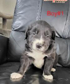 Puppies ready for adoption - Photo 3