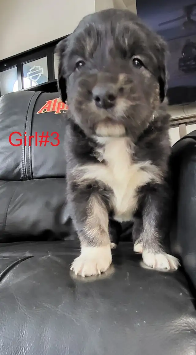 Puppies ready for adoption - Photo 4
