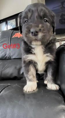 Puppies ready for adoption - Photo 4