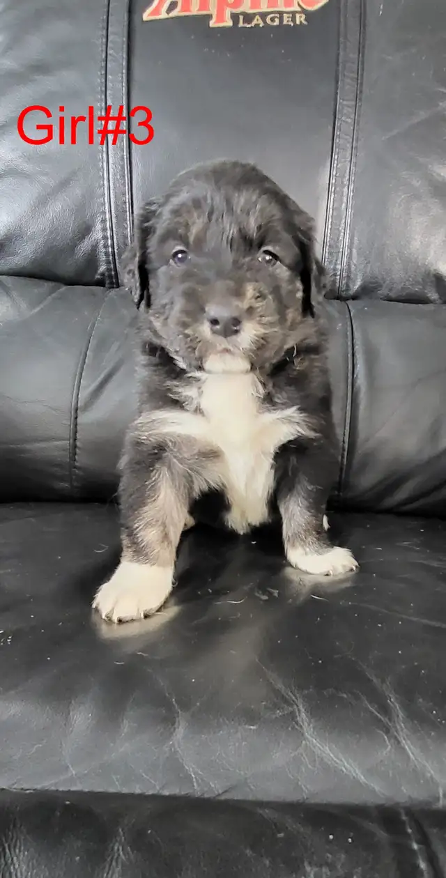 Puppies ready for adoption - Photo 5