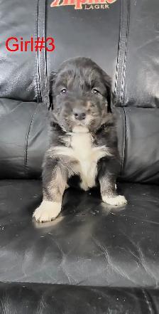 Puppies ready for adoption - Photo 5