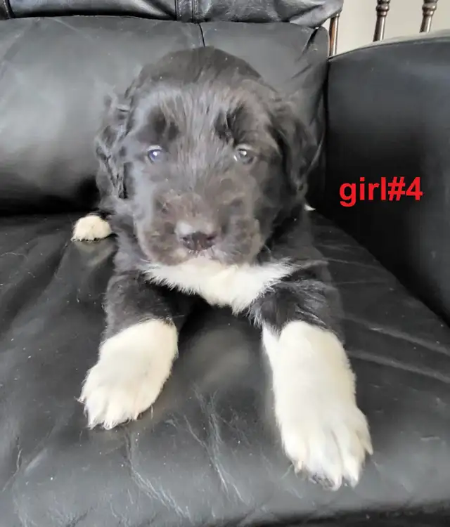 Puppies ready for adoption - Photo 6