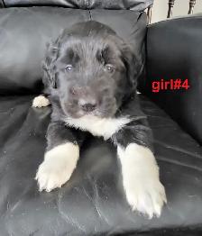 Puppies ready for adoption - Photo 6