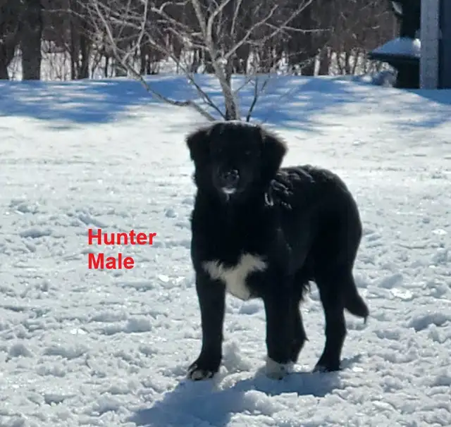 Puppies ready for adoption - Photo 8
