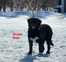 Puppies ready for adoption - Photo 8