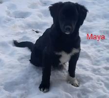 Puppies ready for adoption - Photo 9