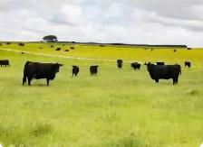 Wanted- Summer Pasture