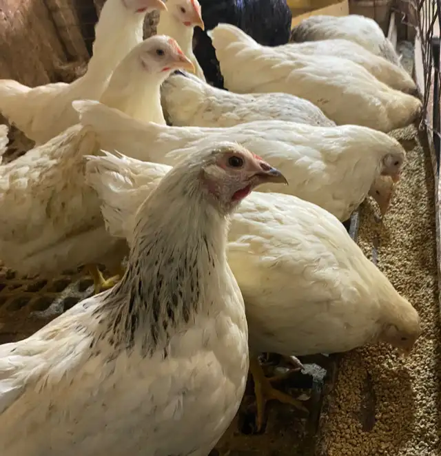 Ready to Lay Pullets for Sale