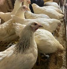 Ready to Lay Pullets for Sale