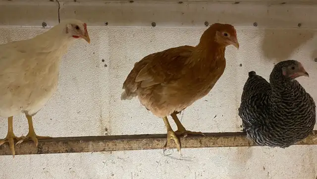 Ready to Lay Pullets for Sale - Photo 2