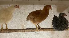 Ready to Lay Pullets for Sale - Photo 2