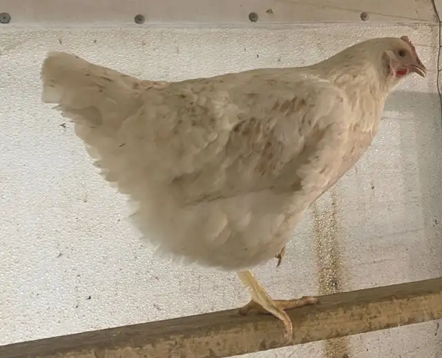 Ready to Lay Pullets for Sale - Photo 3