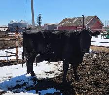 NURSE COW Holstein x Angus