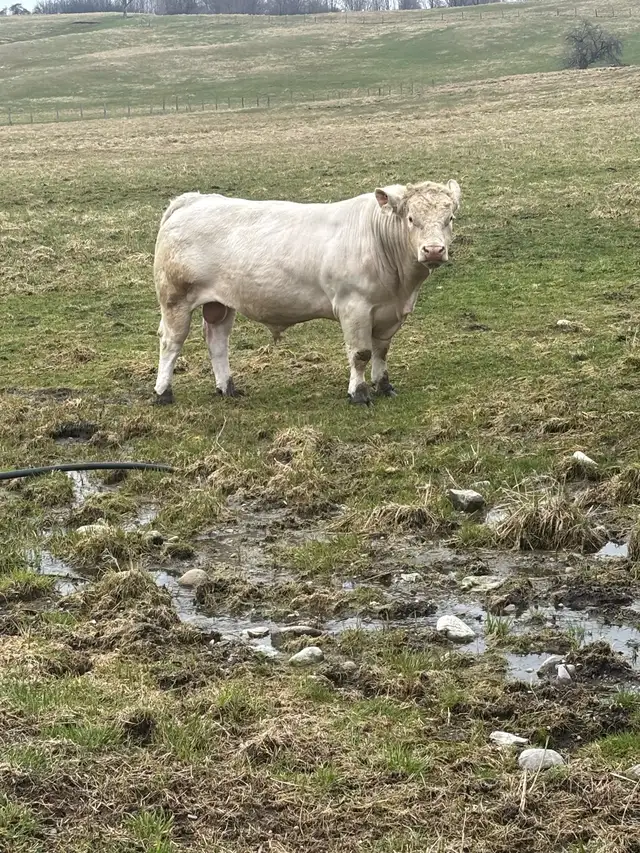 Charolais Bulls For Sale