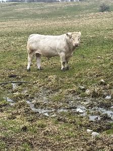 Charolais Bulls For Sale