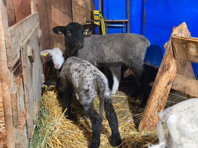 Selling 3 male bottle fed lambs