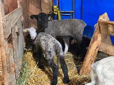 Selling 3 male bottle fed lambs