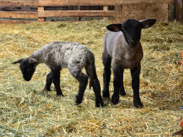 Selling 3 male bottle fed lambs - Photo 2