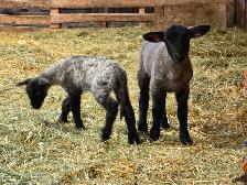 Selling 3 male bottle fed lambs - Photo 2