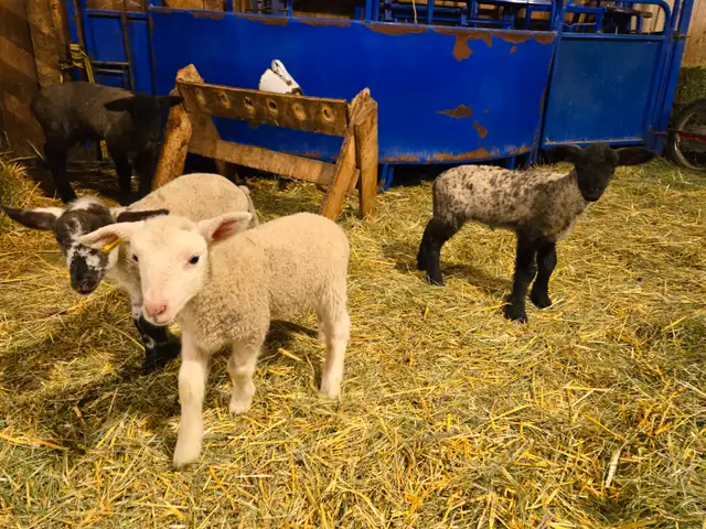 Selling 3 male bottle fed lambs - Photo 3