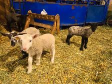 Selling 3 male bottle fed lambs - Photo 3