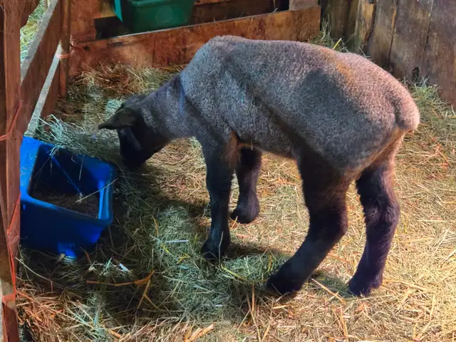 Selling 3 male bottle fed lambs - Photo 4