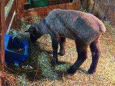 Selling 3 male bottle fed lambs - Photo 4