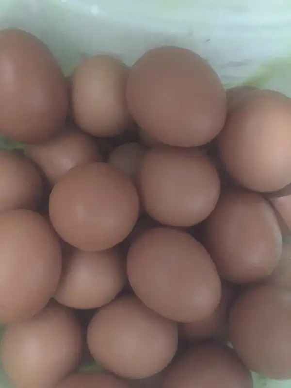 Hatching Eggs for Sale