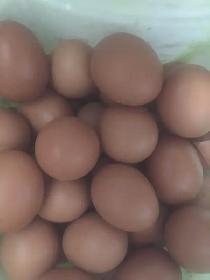Hatching Eggs for Sale