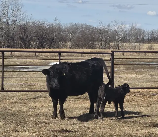 BLACK HEIFERS with calves at side
