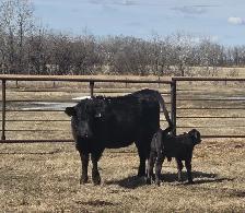BLACK HEIFERS with calves at side