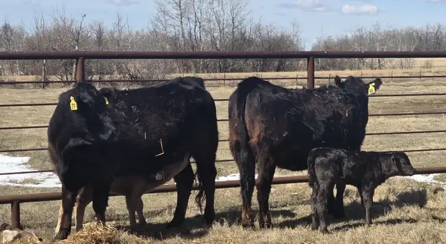 BLACK HEIFERS with calves at side - Photo 2