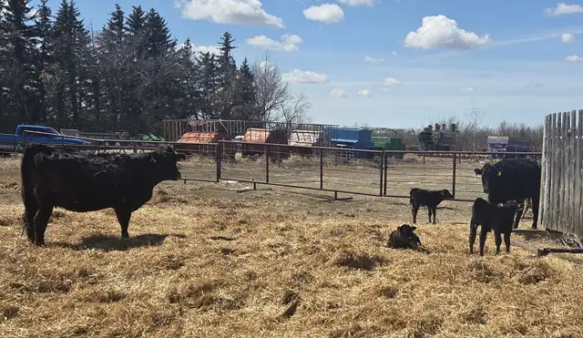 BLACK HEIFERS with calves at side - Photo 3