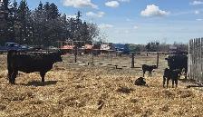 BLACK HEIFERS with calves at side - Photo 3
