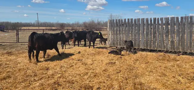 BLACK HEIFERS with calves at side - Photo 4
