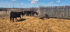 BLACK HEIFERS with calves at side - Photo 4
