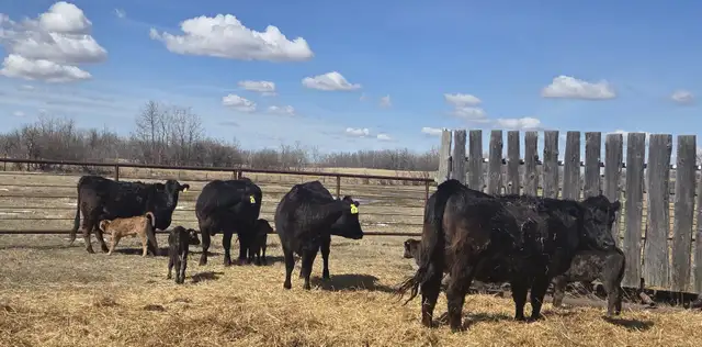 BLACK HEIFERS with calves at side - Photo 5