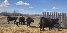BLACK HEIFERS with calves at side - Photo 5