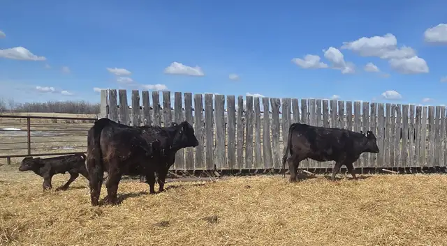 BLACK HEIFERS with calves at side - Photo 6
