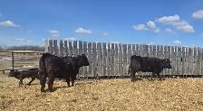 BLACK HEIFERS with calves at side - Photo 6