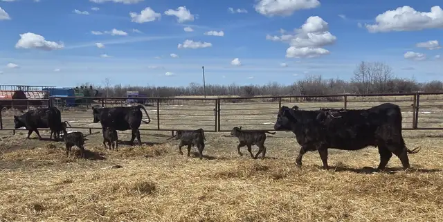 BLACK HEIFERS with calves at side - Photo 7