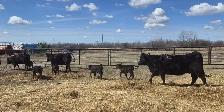 BLACK HEIFERS with calves at side - Photo 7