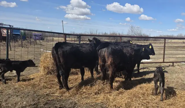 BLACK HEIFERS with calves at side - Photo 8