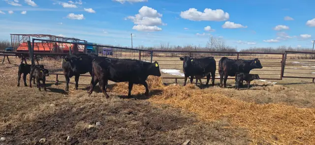 BLACK HEIFERS with calves at side - Photo 9