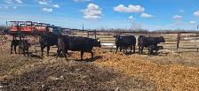 BLACK HEIFERS with calves at side - Photo 9