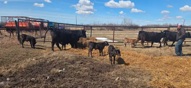 BLACK HEIFERS with calves at side - Photo 10
