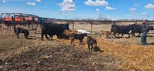 BLACK HEIFERS with calves at side - Photo 10