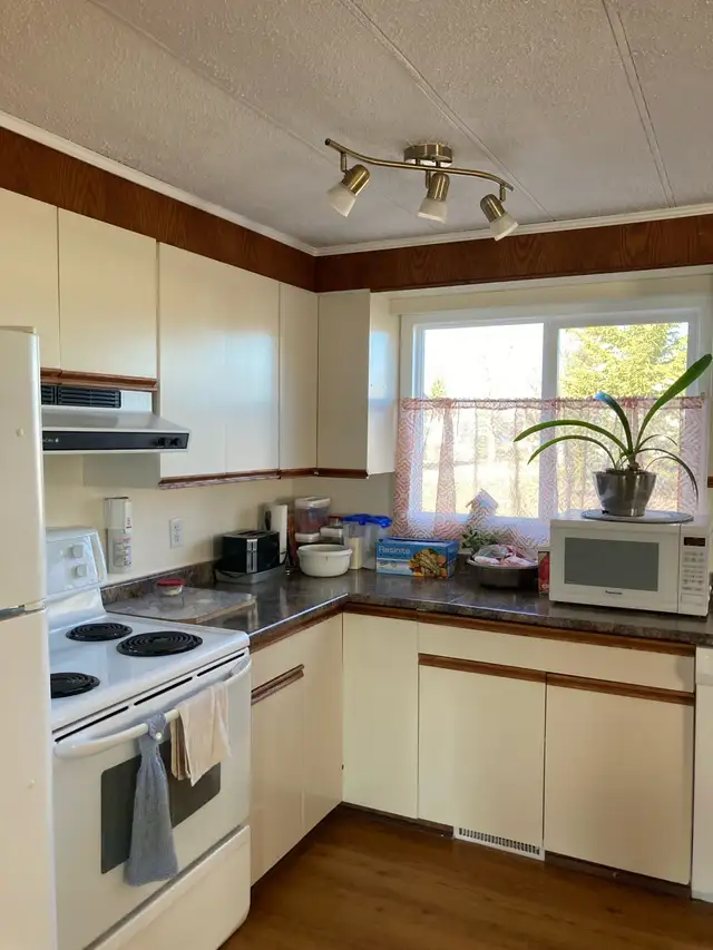 looking for Male adult TURKEY - Photo 3