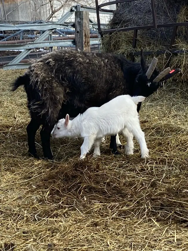 Nanny with 2.kids - Photo 2
