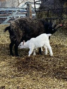 Nanny with 2.kids - Photo 2